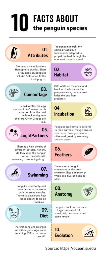 An infographic providing 10 facts about penguins.